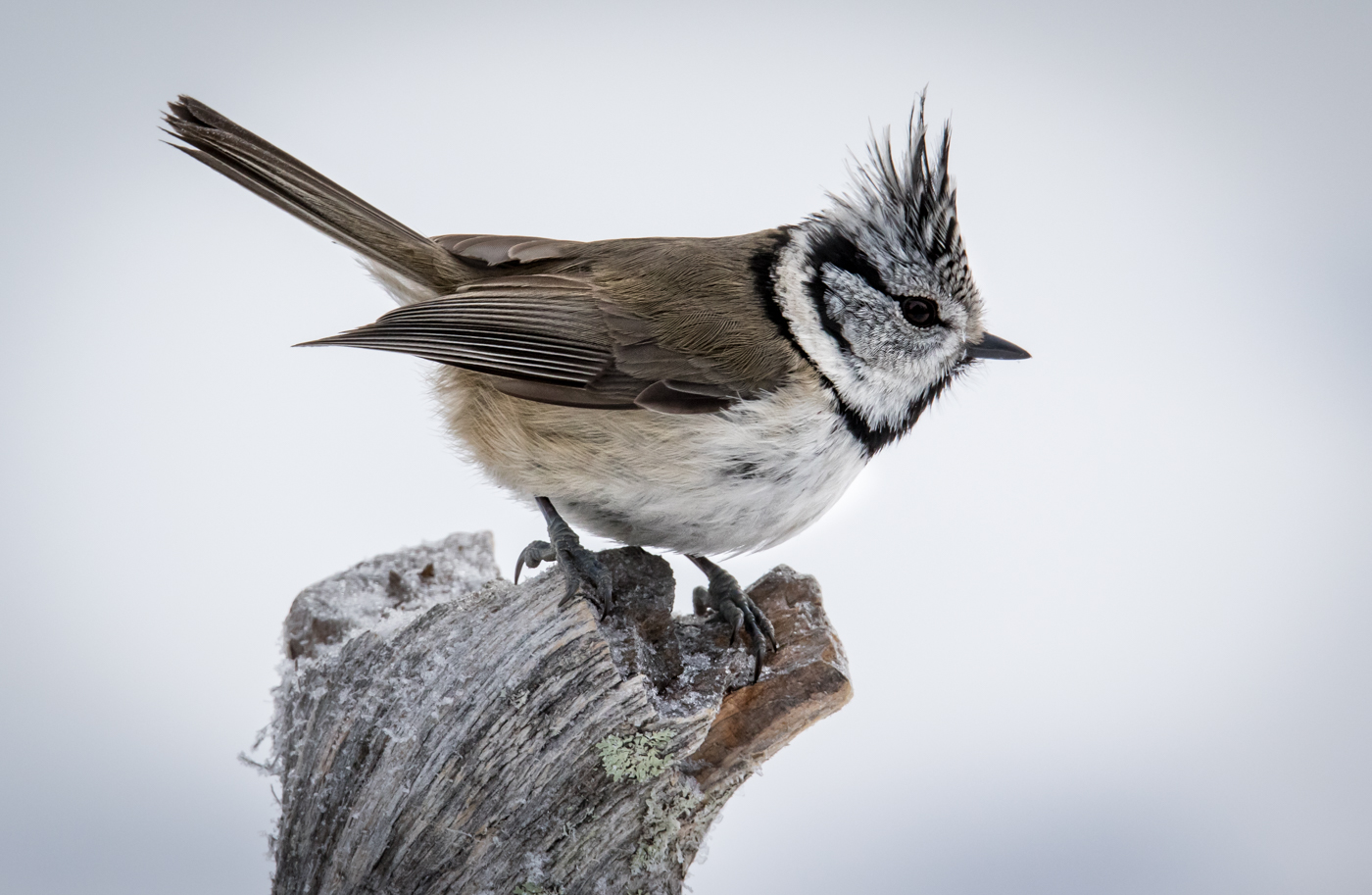 Búbos cinege (Parus cristatus)